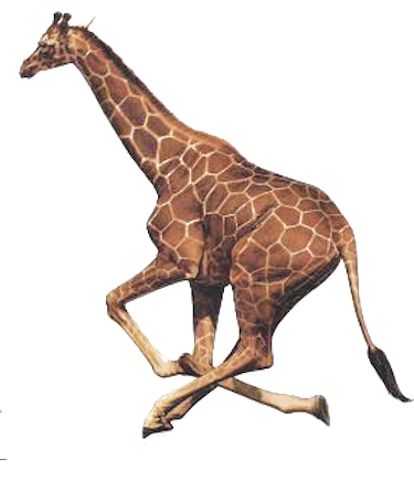 bienvenue & bonne visite 12 ♥ girafe ♥