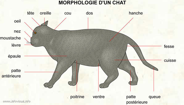 puma visite chat